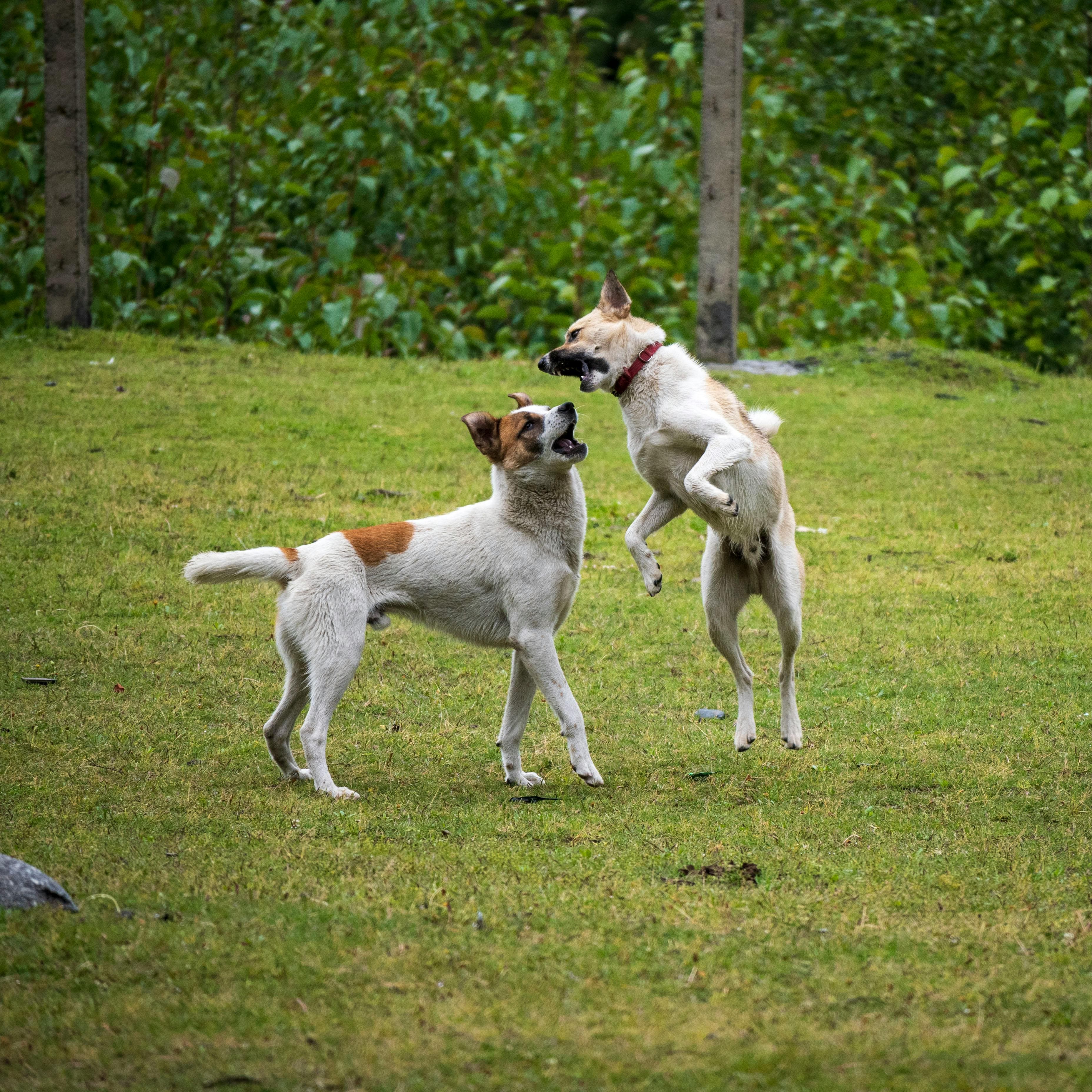 Deux chiens qui semblent s'attaquer, illustrant un moment de jeu intense ou de rivalité, soulignant l'importance de la supervision lors des interactions canines