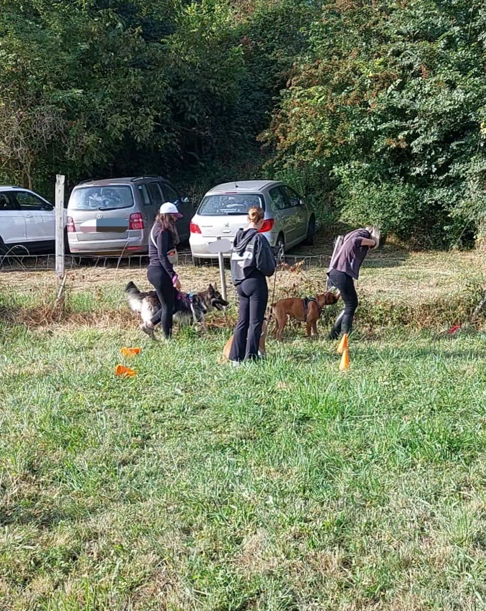 Trois personnes participant à un cours collectif d'éducation canine, travaillant avec leurs chiens pour renforcer l'obéissance et les compétences sociales